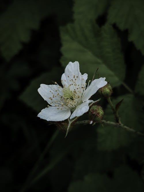 Foto stok gratis berbunga, beri hitam, Daun-daun