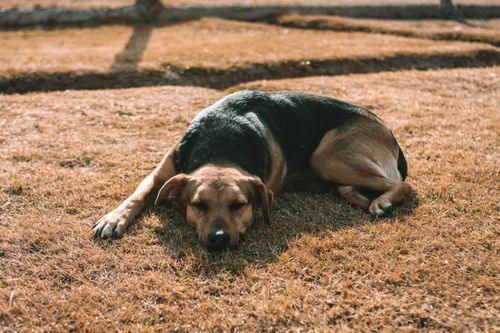 Free A dog peacefully lying on a sunlit grassy field, capturing tranquility and warmth. Stock Photo