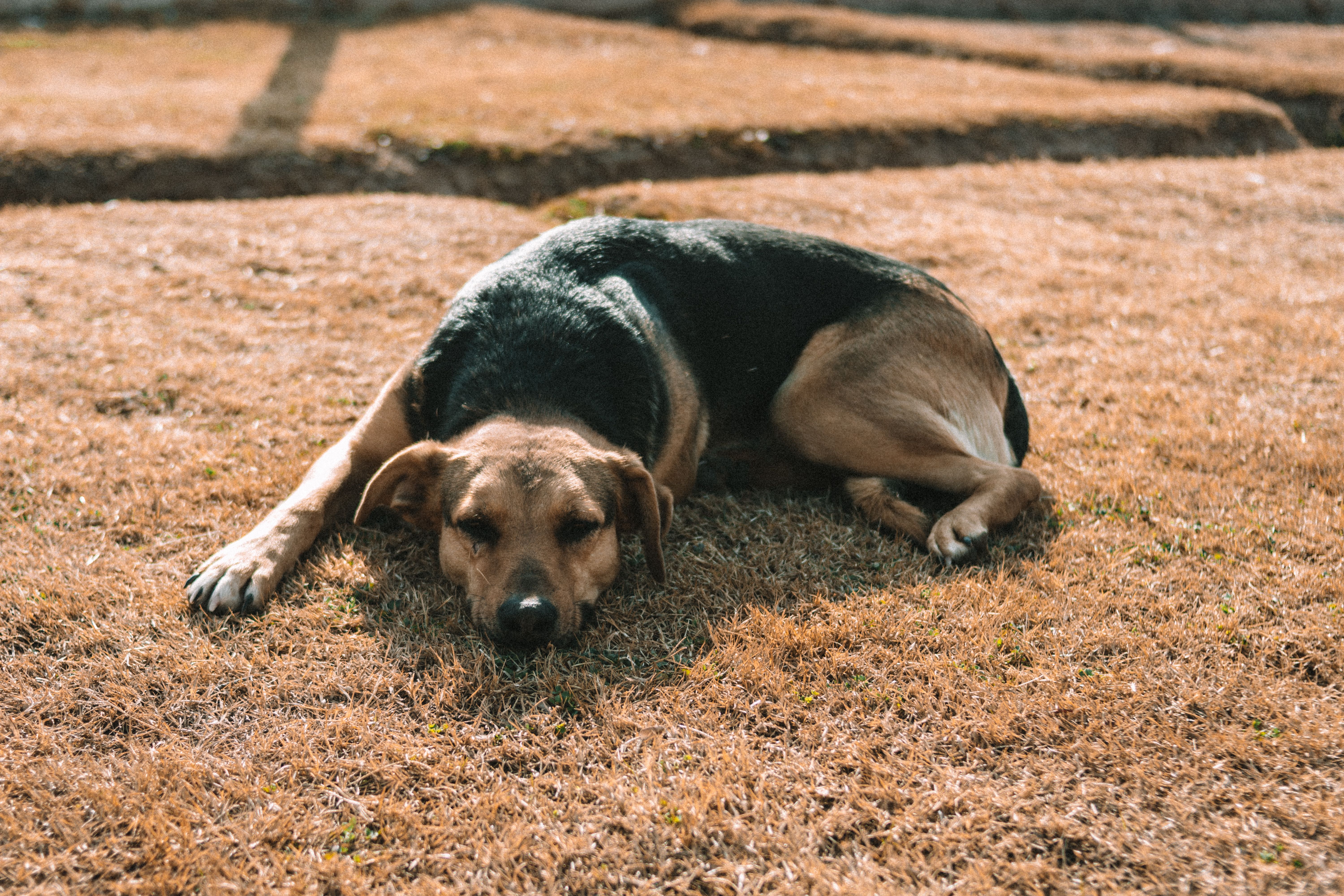Should I Stay With My Dog During Euthanasia?