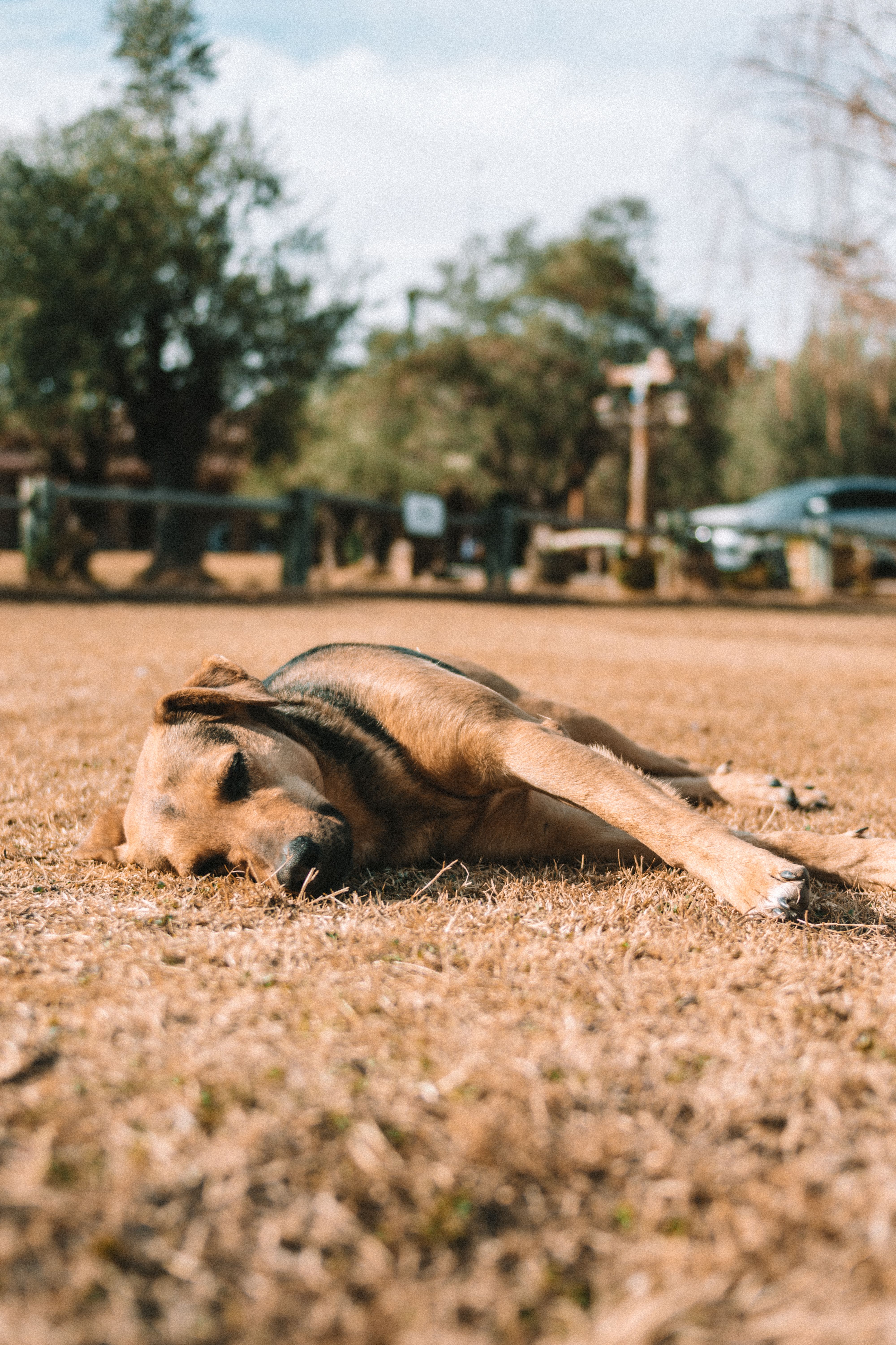A tranquil scene of a dog resting on dry grass during a sunny summer day outdoors.