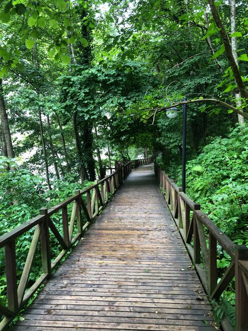Free stock photo of brook, deep forest, mountain forest Stock Photo