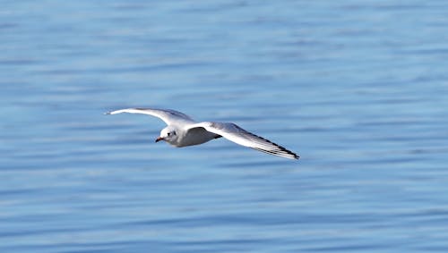 Close-up of a Bird in Flight 