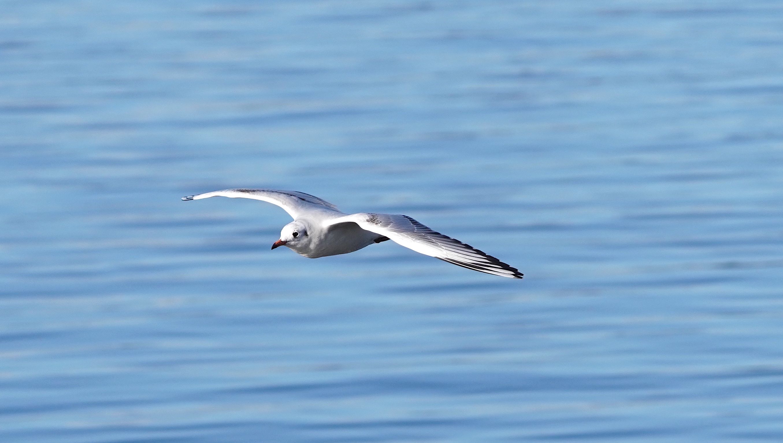 Close-up of a Bird in Flight · Free Stock Photo