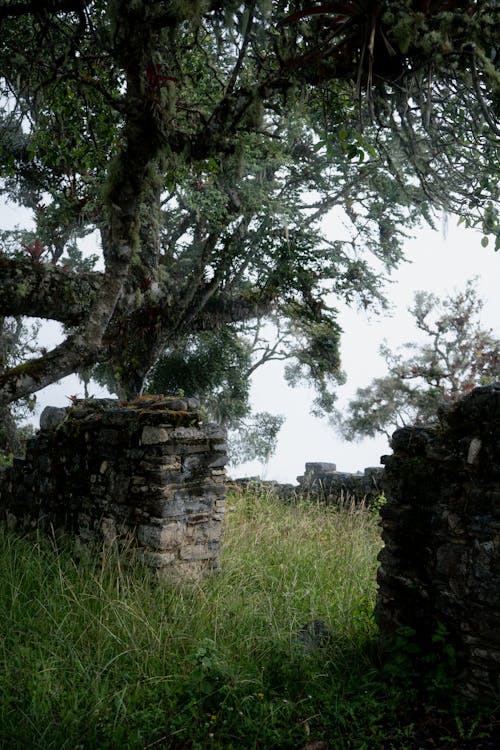 Wall Ruins among Grass
