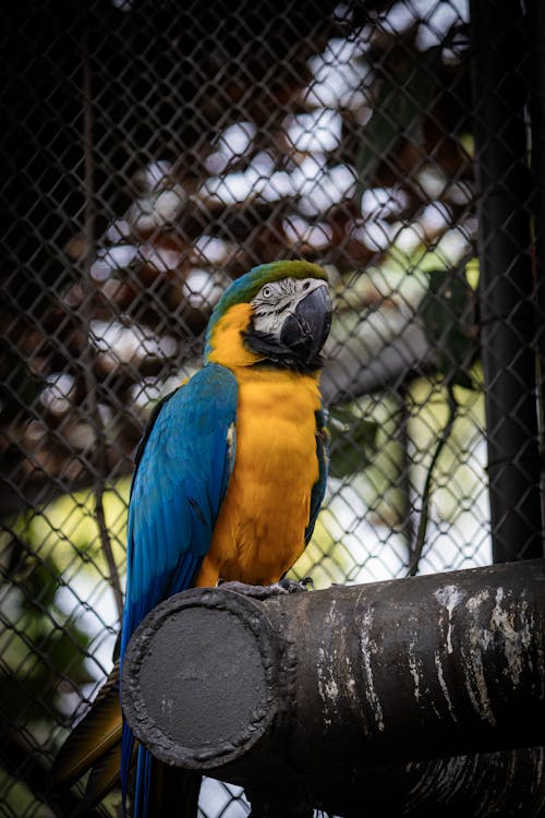 An Ara Macaw in a Cage at the Zoo 