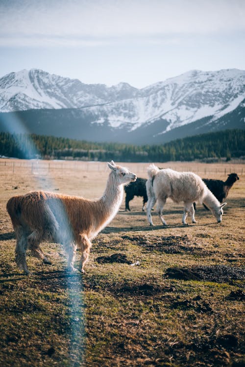 Llamas on a Pasture in the Mountains
