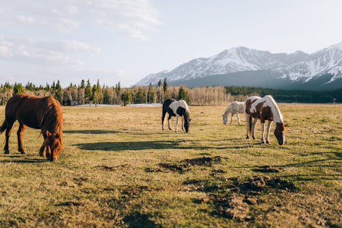 Foto d'estoc gratuïta de cavalls, fotografia d'animals, muntanyes