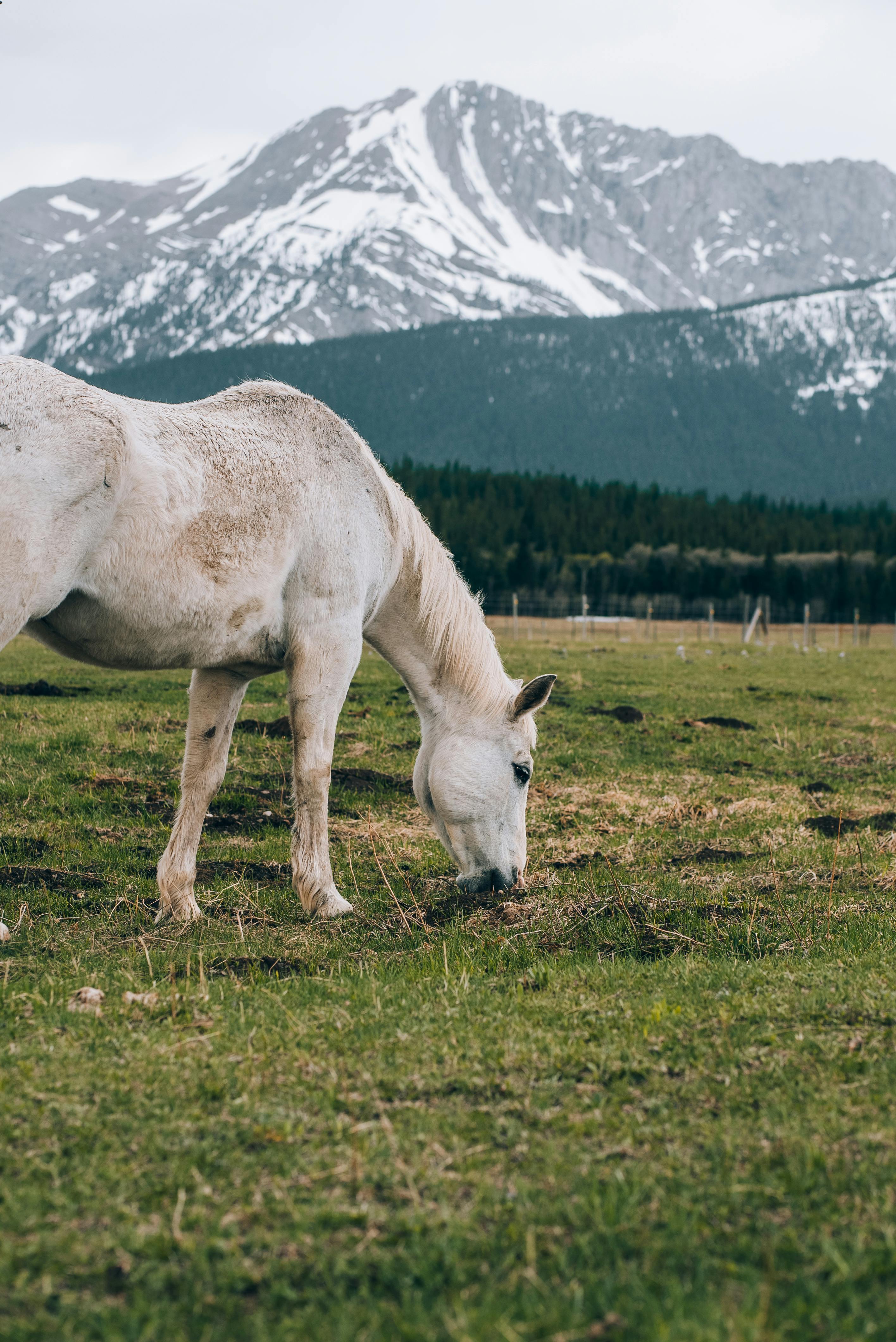 A majestic white horse grazes in a green pasture against a snow-capped mountain backdrop.