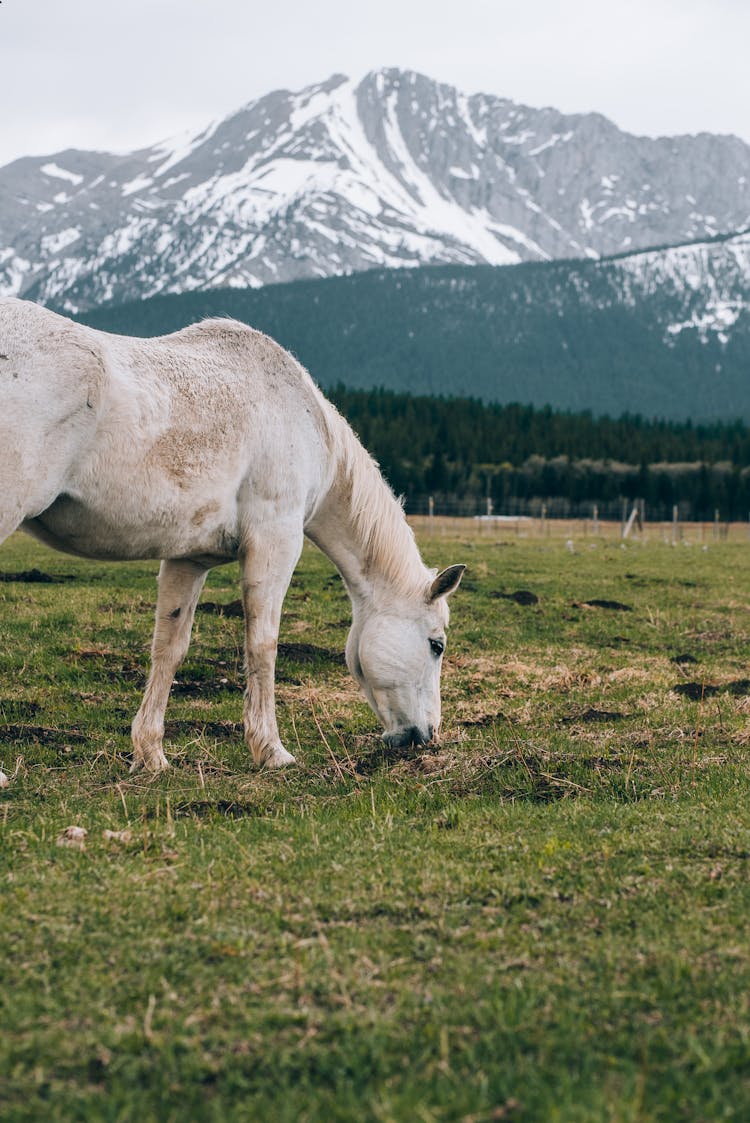 White Horse On Pasture