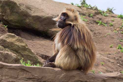 Monkey Sitting on Rock