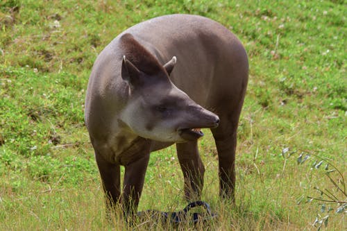 Tapir in Nature