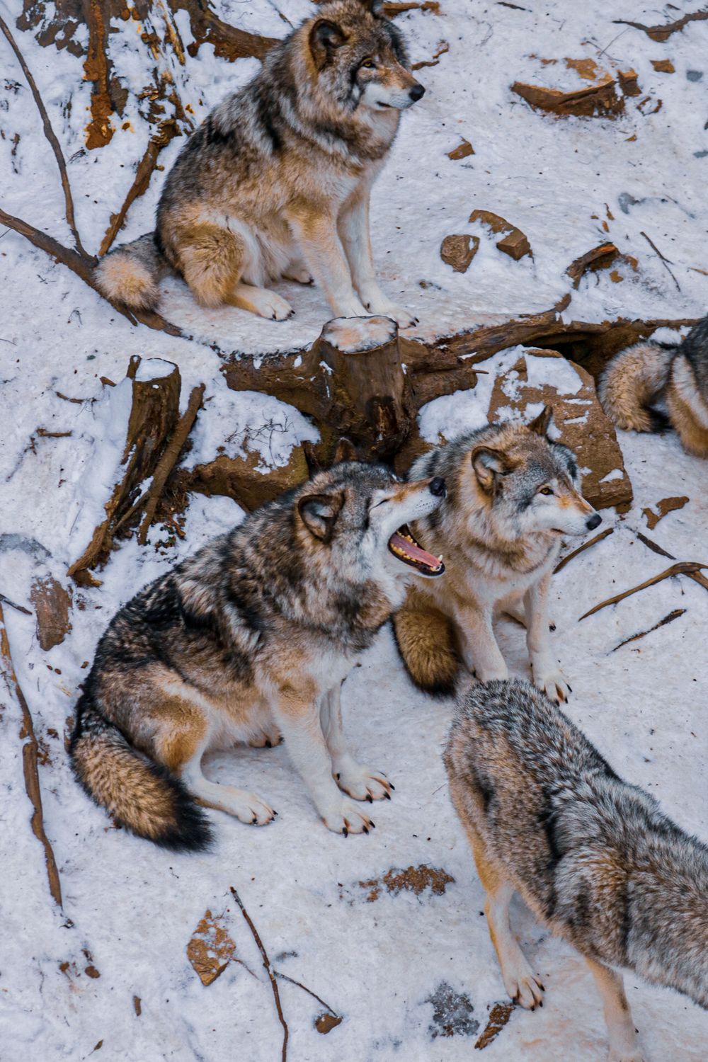 Wolves Nature Background Wolves in Nature · Free Stock Photo