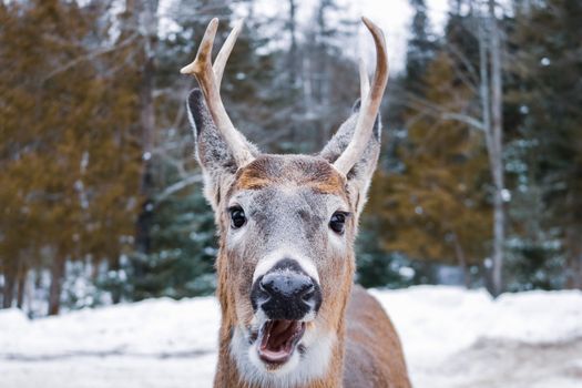 Close-up of a deer with antlers in a snowy forest in Montreal during winter.
