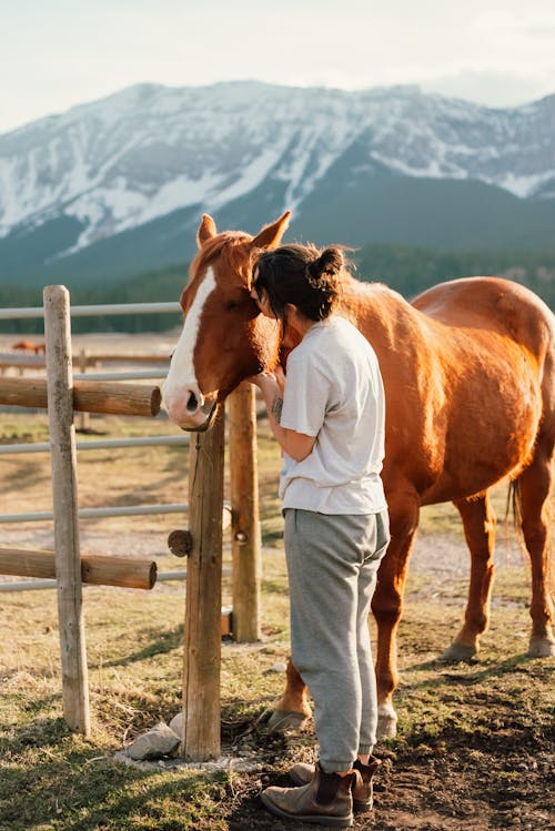Photos gratuites de animal, brun, cheval
