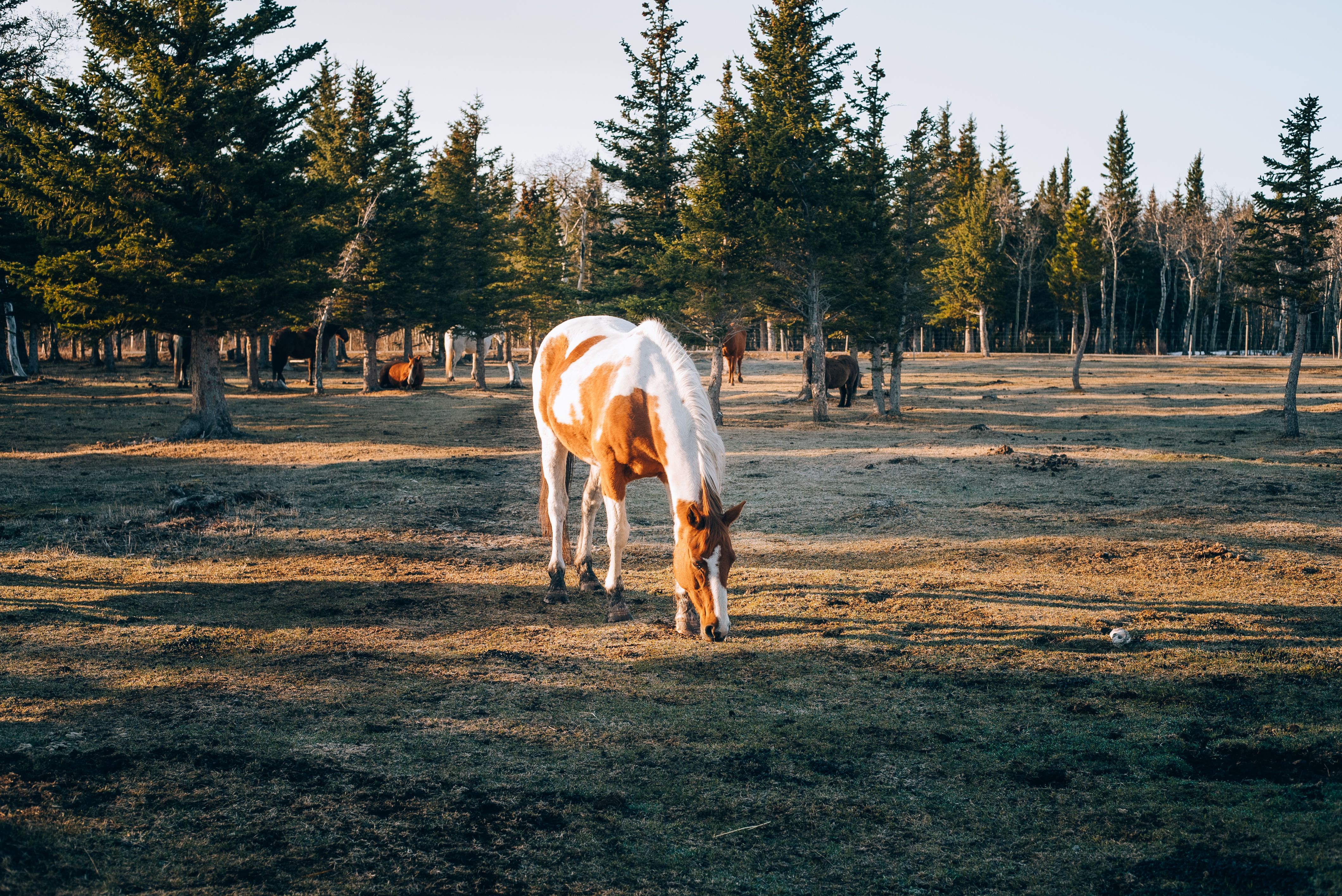 Cheval paissant paisiblement dans un pré boisé, loin d'une piste de course