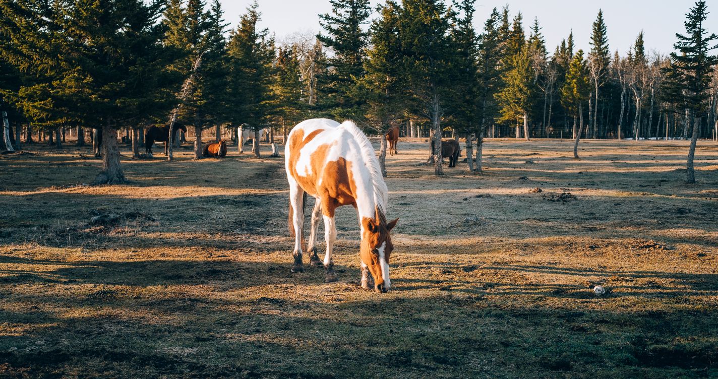 Cheval paissant paisiblement dans un pré boisé, loin d'une piste de course