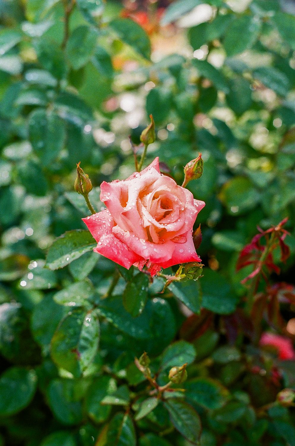 Pink Roses Natural Photography Pink Rose in Nature · Free Stock Photo