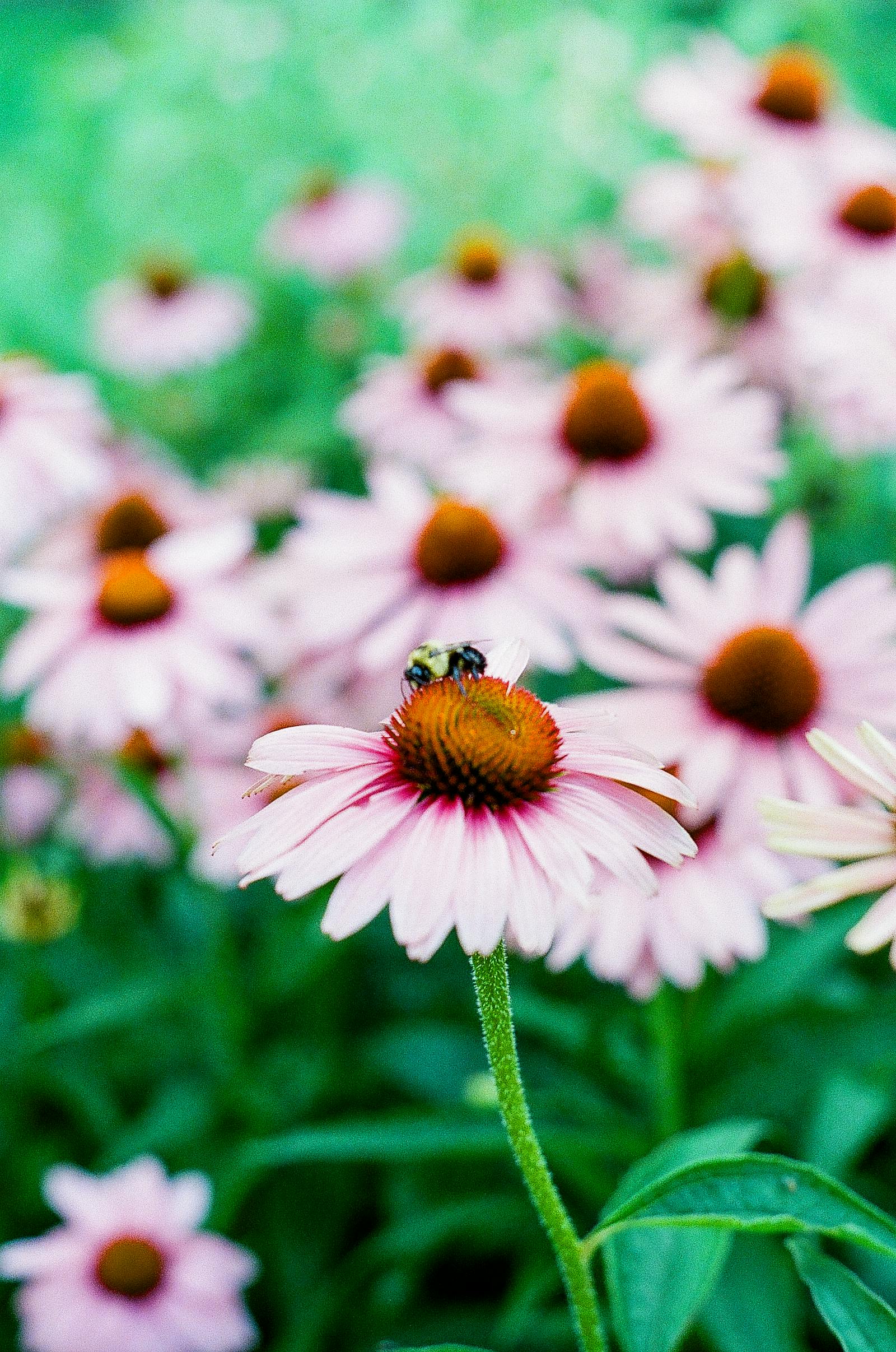 Pink Animation Photos, Download The BEST Free Pink Animation Stock ...