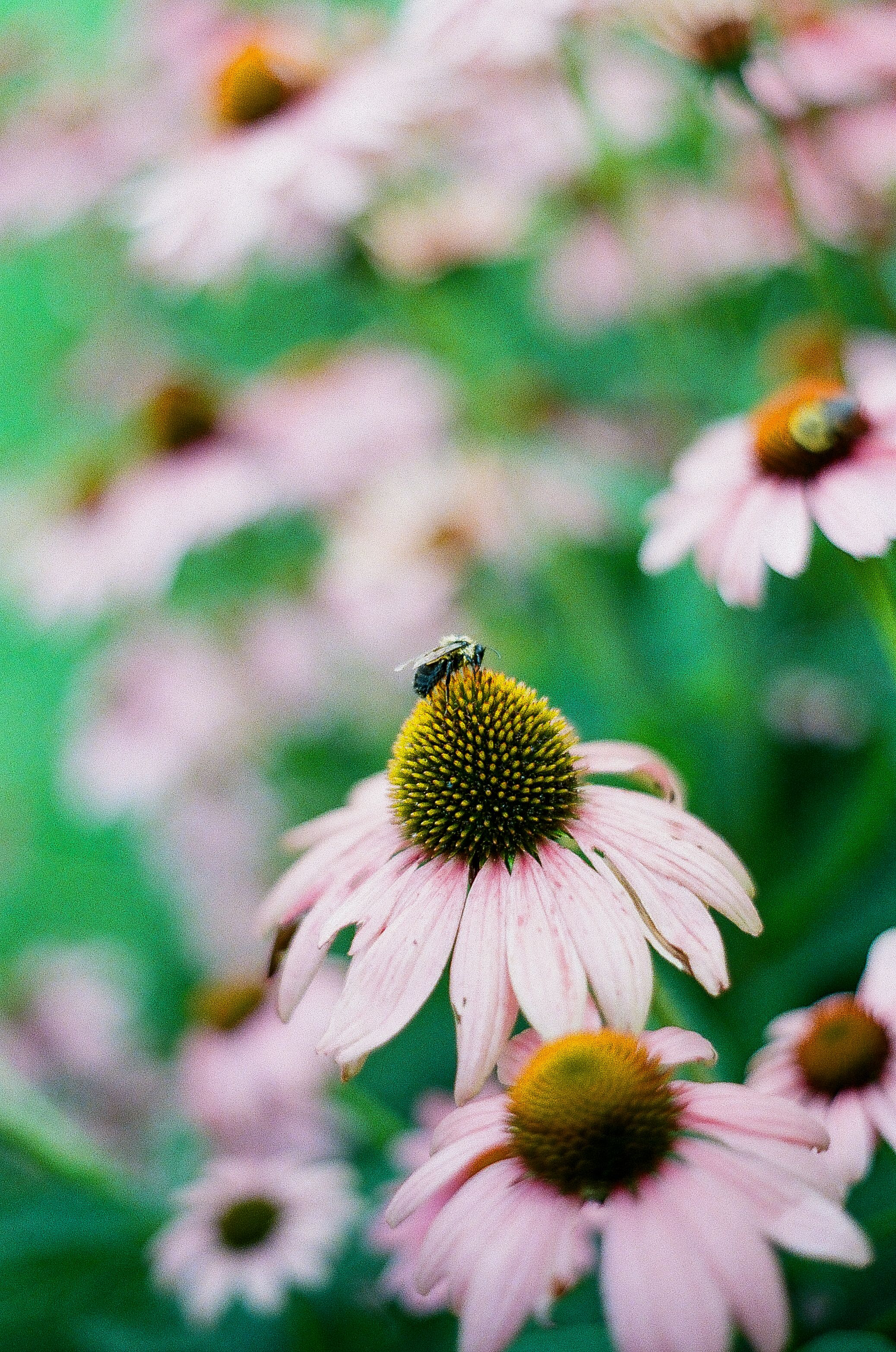 purple coneflower in bloom with a bumble bee foraging