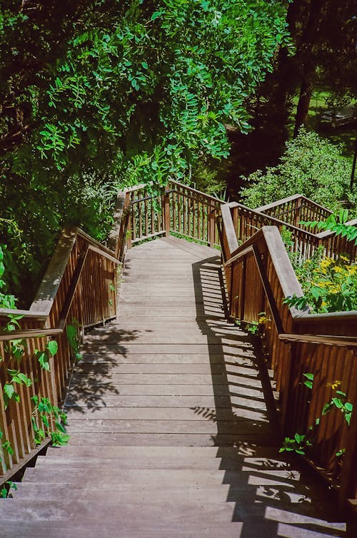 Immagine gratuita di estate, foresta, in legno