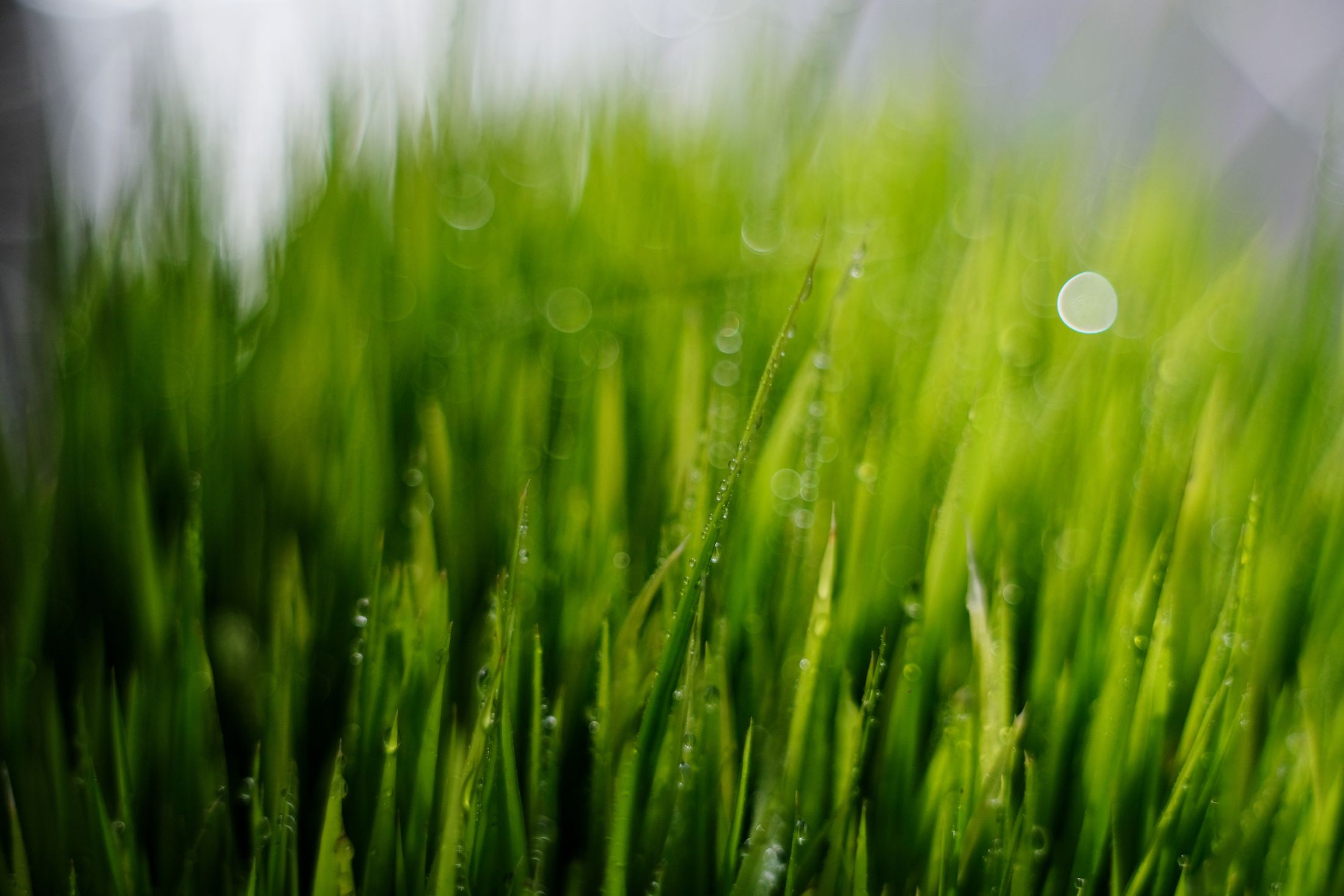 Context photograph: Macro view of green grass blades carrying fine morning dew. Not a VIEWPIECE acquisition or analysis.