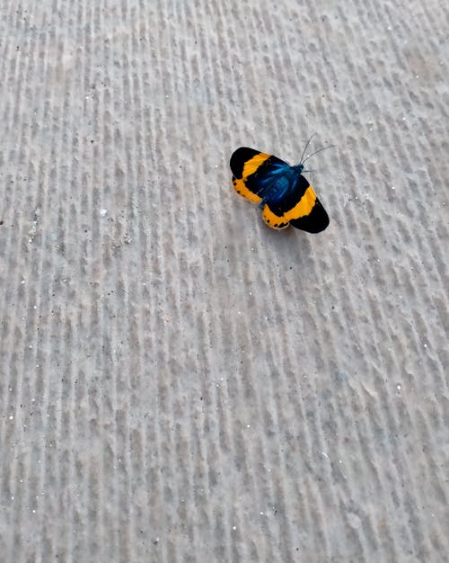 Foto d'estoc gratuïta de animal, blau i groc, insecte