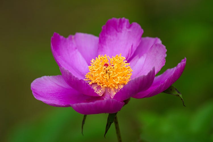 Purple Peony Flower