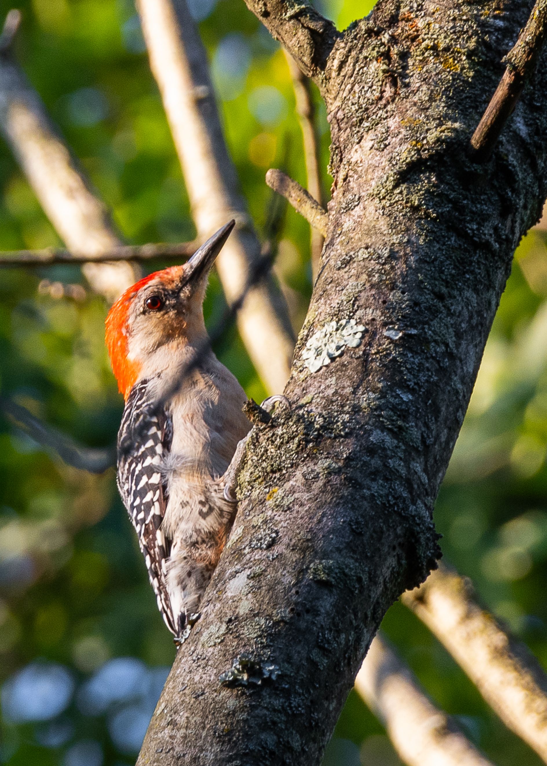 Woodpecker on a Tree · Free Stock Photo