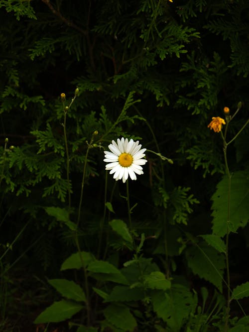 Blooming Daisy Among Wildflower Buds Under a Cypress Tree