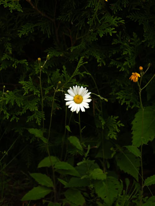 Foto profissional grátis de botões, fechar-se, flor silvestre