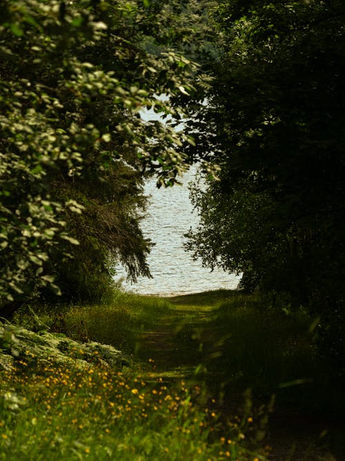 Trees on Lakeshore