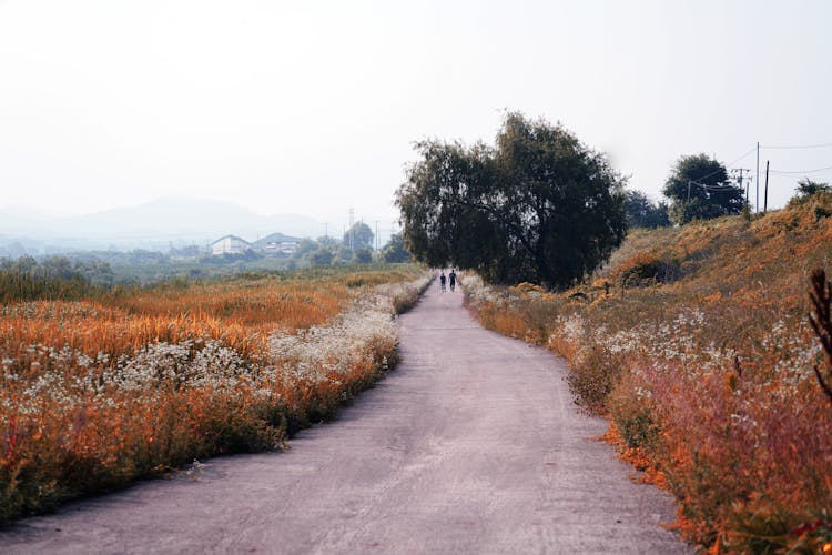 People Walking On Road Across Field Of Flowers