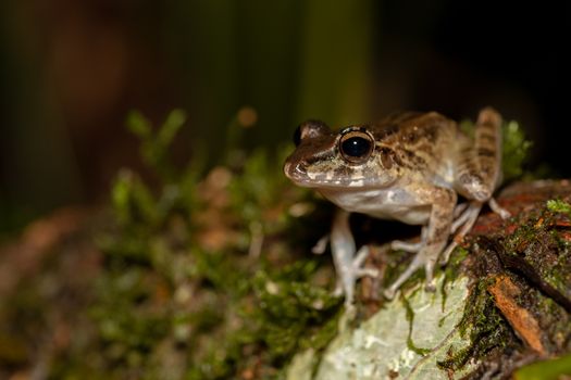 Close up of Frog
