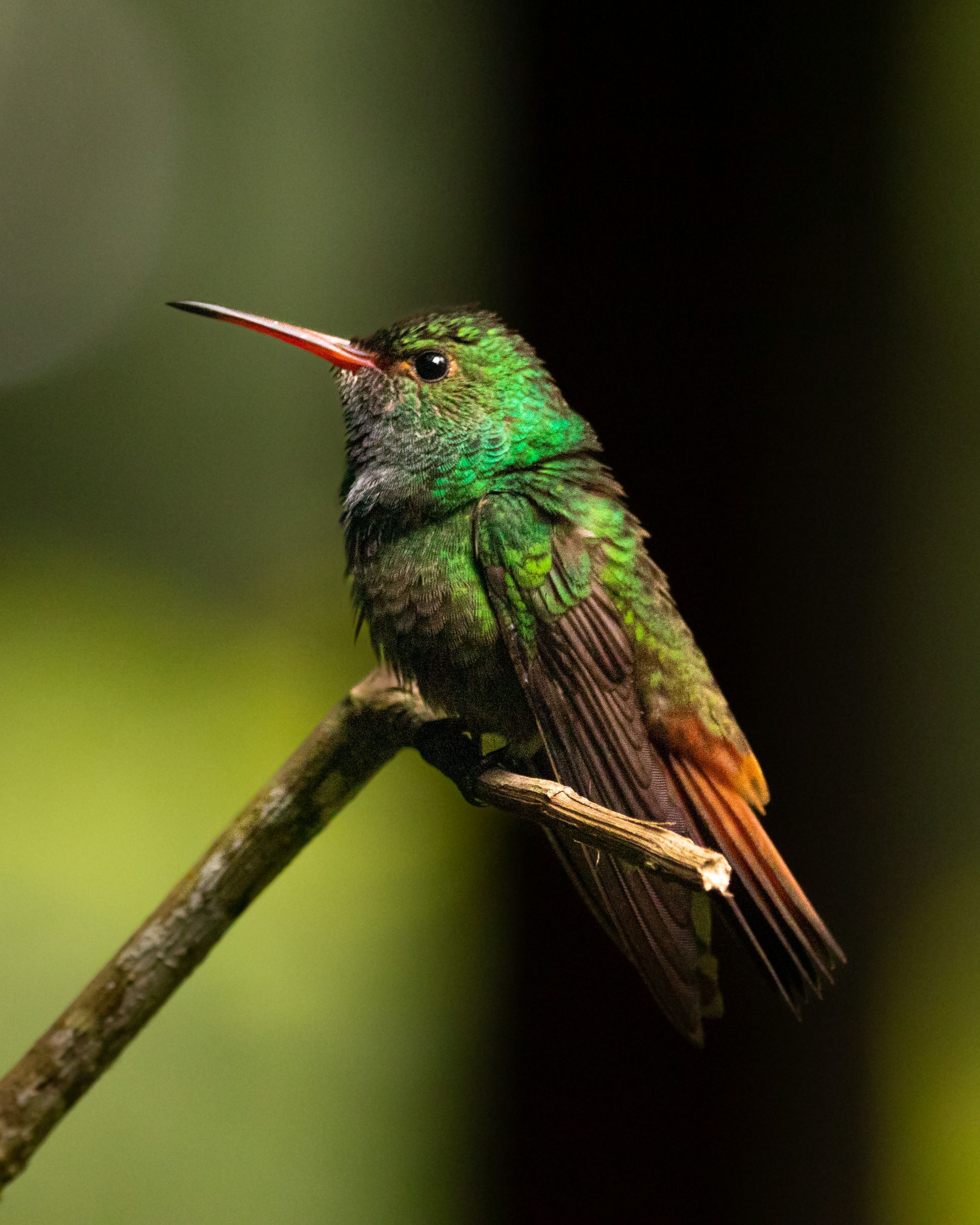 Rufous Tailed Hummingbird Perching on Twig · Free Stock Photo
