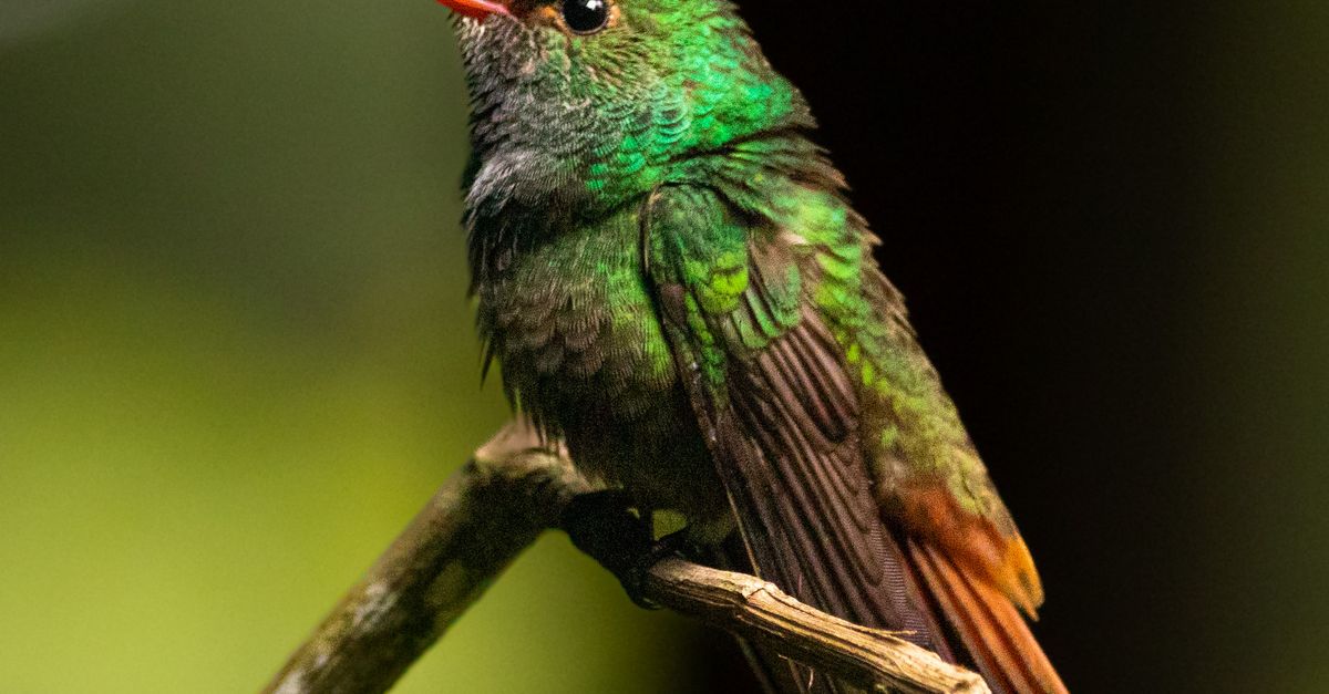 Rufous Tailed Hummingbird Perching on Twig · Free Stock Photo