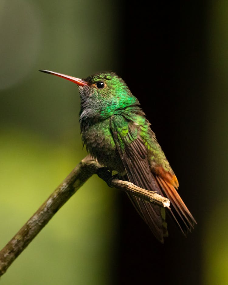 Rufous Tailed Hummingbird Perching On Twig