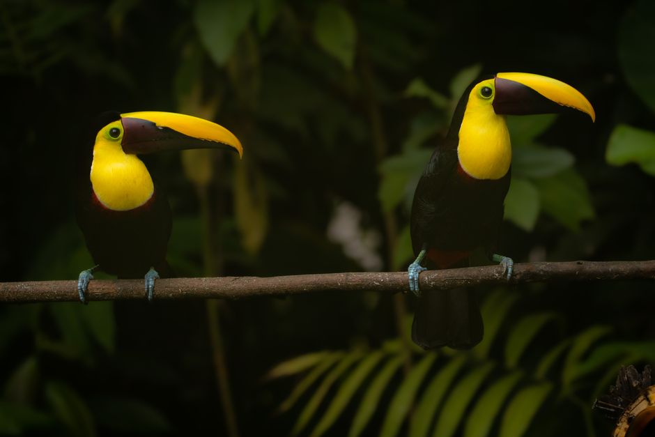 Colorful toucans perched on a branch in a lush jungle setting, showcasing nature's vibrant beauty.