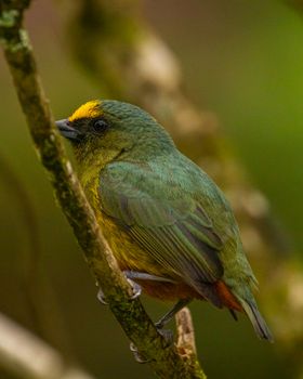 Close-up of an Olive-Backed Euphonia perched on a branch, showcasing its vibrant green and yellow plumage.