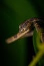 Close-up on Blunthead Tree Snake
