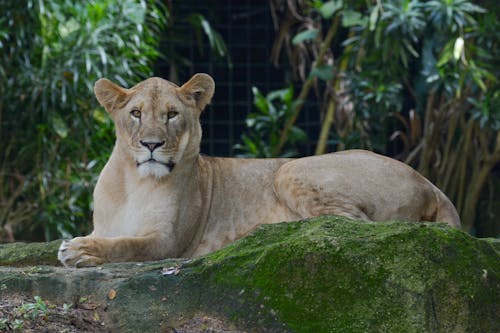 Lioness Lying on the Mossy Rock of the Zoo Enclosure