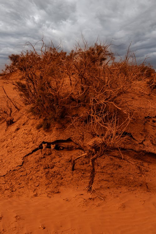 乾旱, 乾枯, 垂直拍攝 的 免費圖庫相片