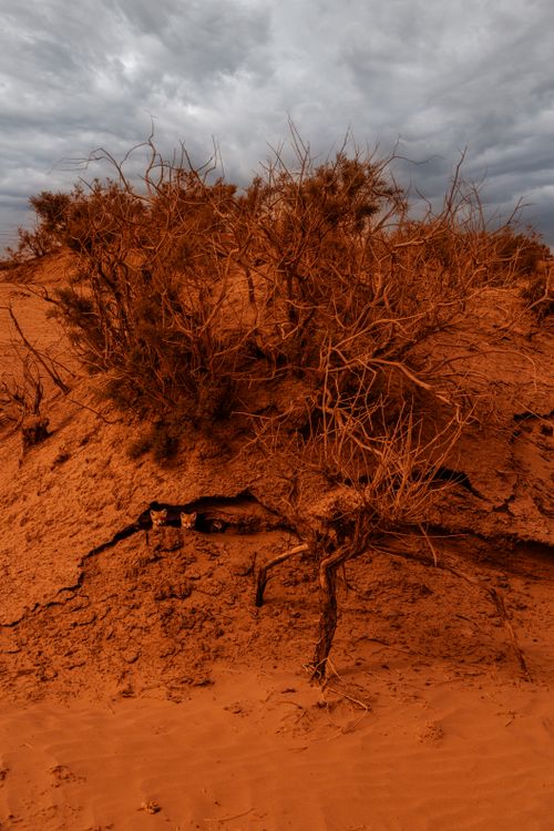 Free An arid desert landscape featuring withered bushes against a dramatic sky, capturing nature's stark beauty. Stock Photo