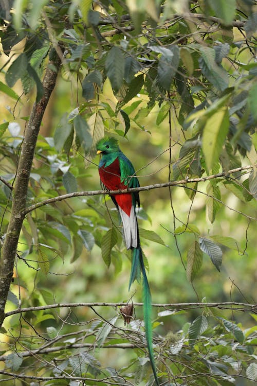 Close-up of a Colorful Bird Perching on a Branch 