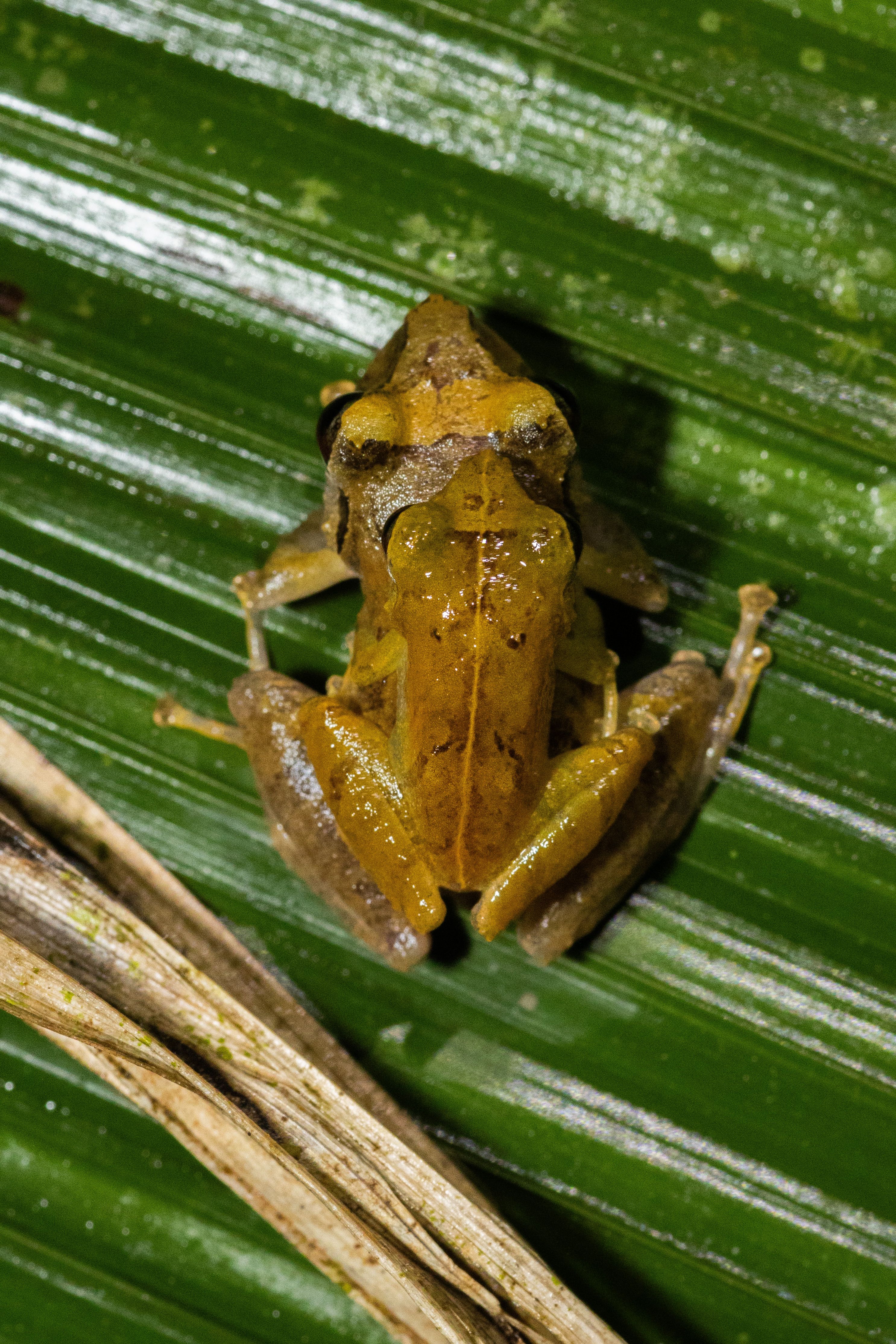 Close-up of a Lesser Treefrog on a Leaf · Free Stock Photo