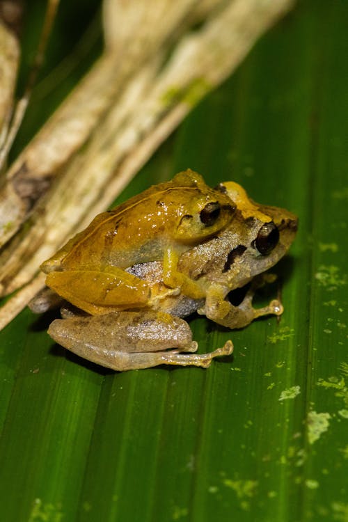 Kostnadsfri bild av amfibier, blad, dendropsophus minutus