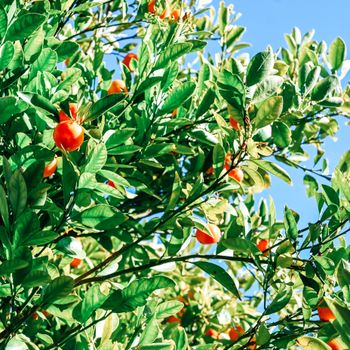Garden of Life Vitamin C Whole Food