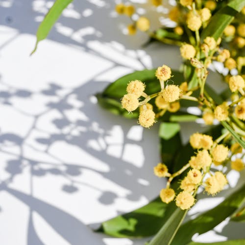 Foto stok gratis bunga-bunga, cabang, dinding