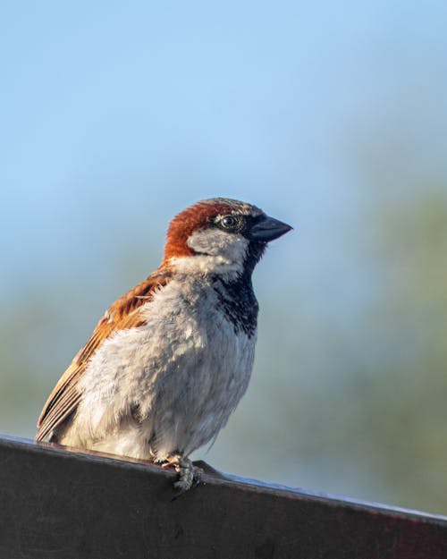 Closeup of a Sparrow Perching on a Balustrade