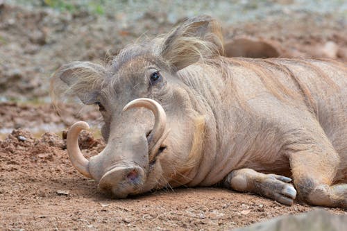 Gratis stockfoto met aarde, achtergrond, dierenfotografie