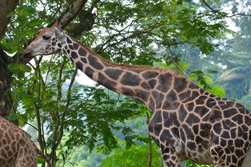 Free A graceful giraffe feeds on lush green leaves of a tall tree in its natural habitat. Stock Photo